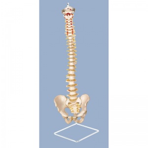 Miniature Spinal Column with Hanging Stand